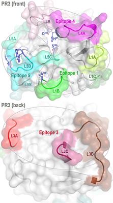 Remote Activation of a Latent Epitope in an Autoantigen Decoded With Simulated B-Factors